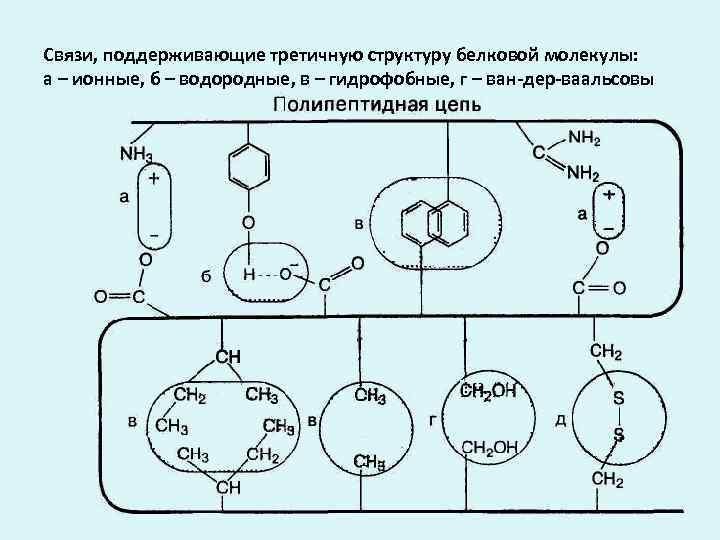 Связи, поддерживающие третичную структуру белковой молекулы: а – ионные, б – водородные, в –