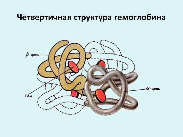 4 структуры белка рисунок