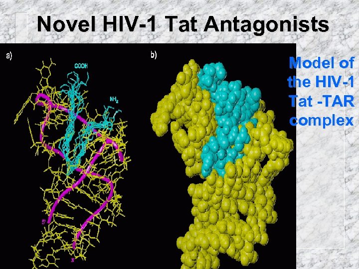 Novel HIV-1 Tat Antagonists Model of the HIV-1 Tat -TAR complex 