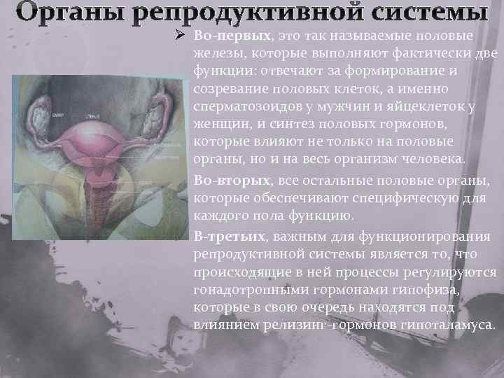 Органы репродуктивной системы Ø Во-первых, это так называемые половые железы, которые выполняют фактически две