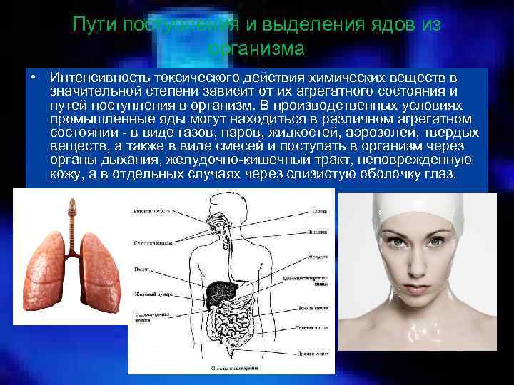 Пути поступления и выделения ядов из организма • Интенсивность токсического действия химических веществ в