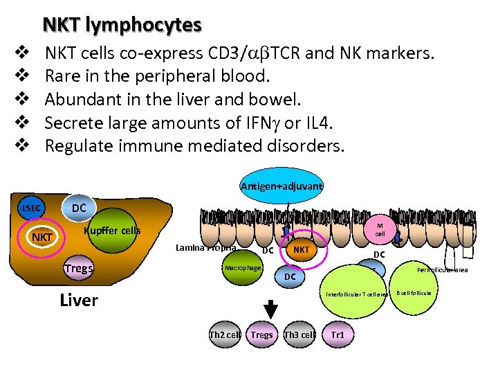 NKT lymphocytes NKT cells co-express CD 3/ab. TCR and NK markers. Rare in the