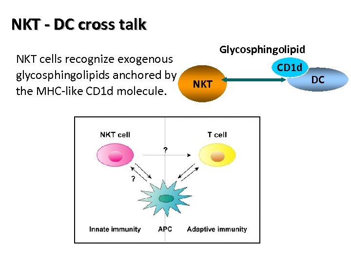 NKT - DC cross talk NKT cells recognize exogenous glycosphingolipids anchored by the MHC-like