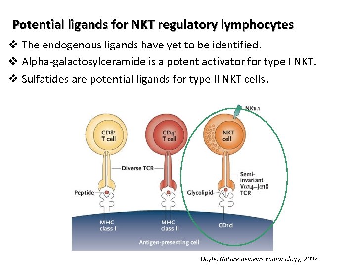 Potential ligands for NKT regulatory lymphocytes v The endogenous ligands have yet to be