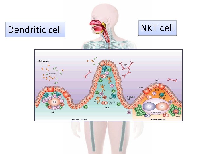Dendritic cell NKT cell 