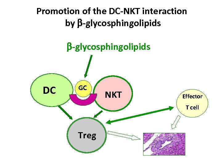 Promotion of the DC-NKT interaction by -glycosphingolipids DC GC NKT Effector T cell Treg