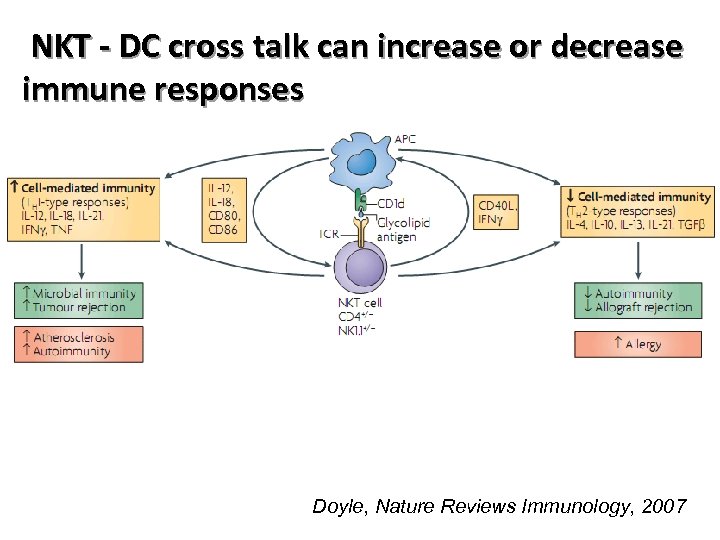 NKT - DC cross talk can increase or decrease immune responses Doyle, Nature Reviews