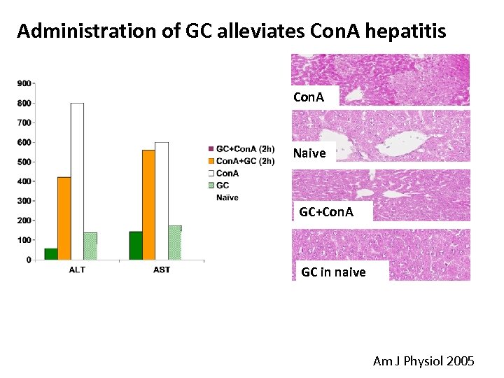 Administration of GC alleviates Con. A hepatitis Con. A Naive GC+Con. A GC in