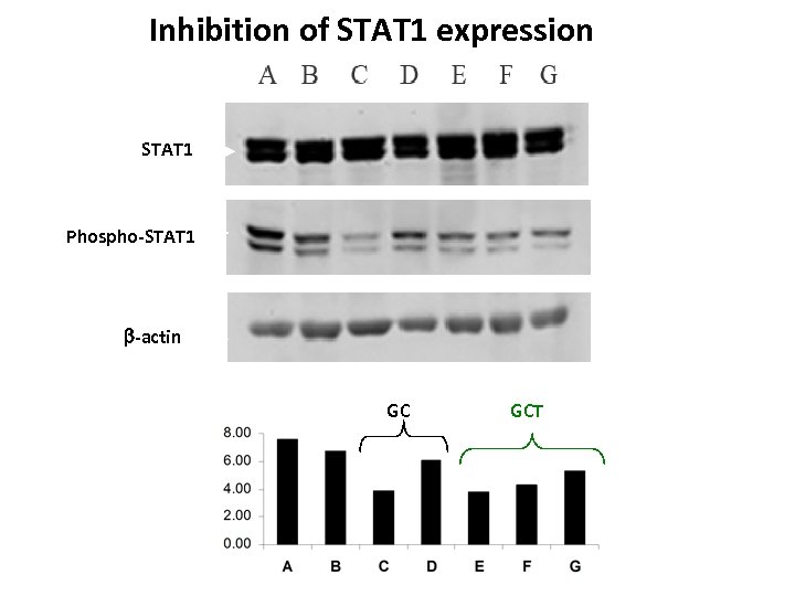 Inhibition of STAT 1 expression STAT 1 Phospho-STAT 1 -actin GC GCT 