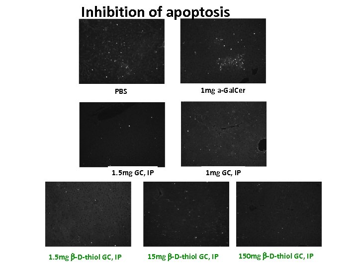 Inhibition of apoptosis PBS 1 mg a-Gal. Cer 1. 5 mg GC, IP IP
