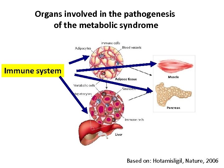 Organs involved in the pathogenesis of the metabolic syndrome Immune system Based on: Hotamisligil,