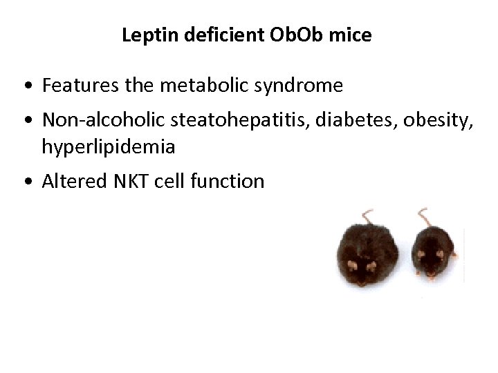 Leptin deficient Ob. Ob mice • Features the metabolic syndrome • Non-alcoholic steatohepatitis, diabetes,