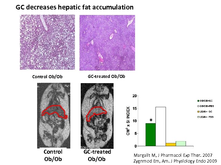 GC decreases hepatic fat accumulation Control Ob/Ob GC-treated Ob/Ob * Control Ob/Ob GC-treated Ob/Ob