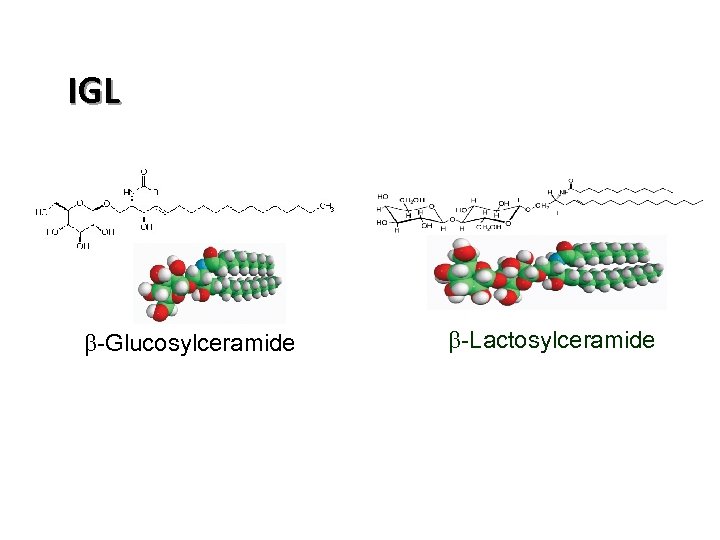 IGL GC b-Glucosylceramide LC b-Lactosylceramide 
