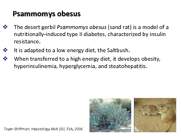 Psammomys obesus v The desert gerbil Psammomys obesus (sand rat) is a model of