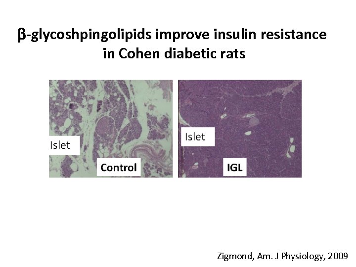  -glycoshpingolipids improve insulin resistance in Cohen diabetic rats Zigmond, Am. J Physiology, 2009