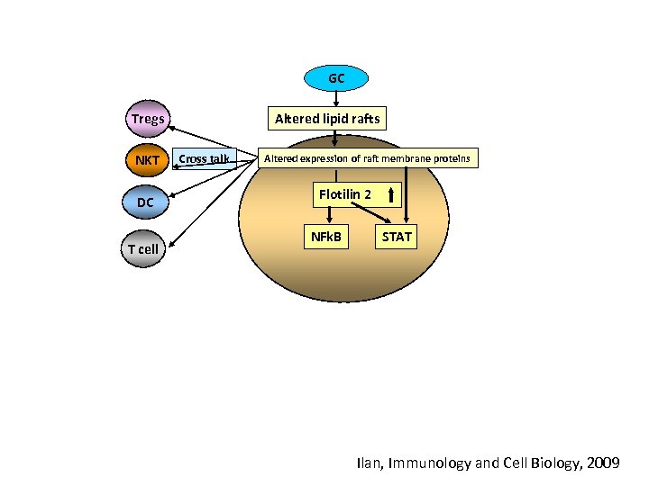 GC Altered lipid rafts Tregs NKT DC T cell Cross talk Altered expression of
