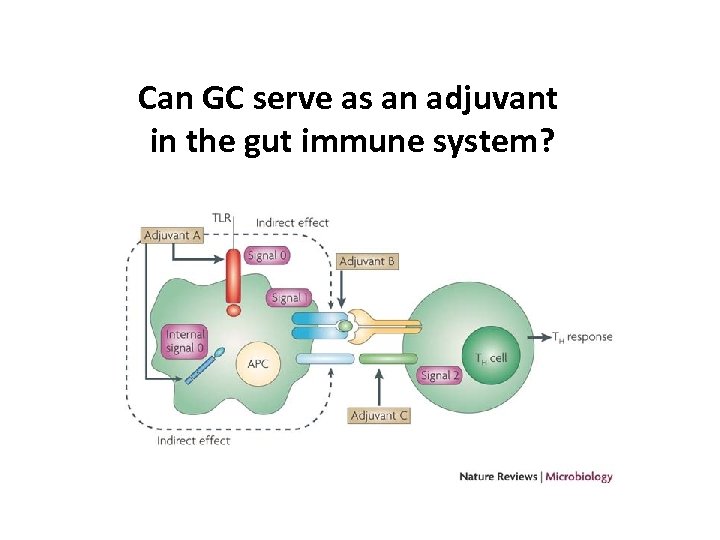 Can GC serve as an adjuvant in the gut immune system? 48 