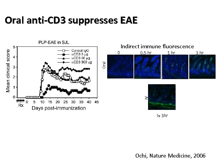 Oral anti-CD 3 suppresses EAE 0. 5 hr 1 hr 3 hr IV Oral