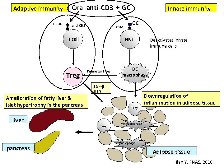 Adaptive immunity TCR/CD 3 Oral anti-CD 3 + GC anti-CD 3 CD 1 d