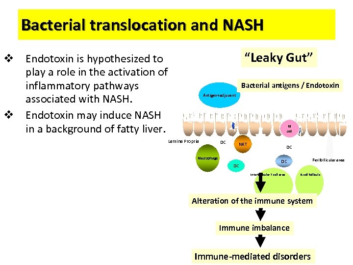 Bacterial translocation and NASH “Leaky Gut” v Endotoxin is hypothesized to play a role