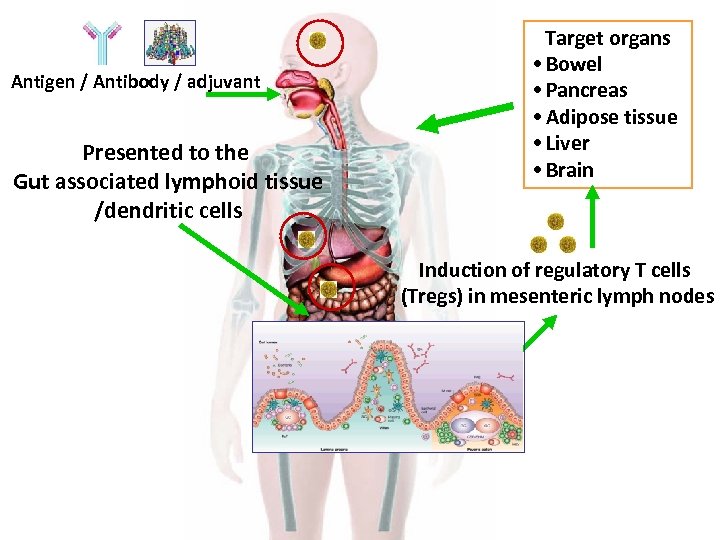 Antigen / Antibody / adjuvant Presented to the Gut associated lymphoid tissue /dendritic cells