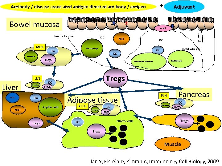 + Antibody / disease associated antigen directed antibody / antigen Bowel mucosa M cell