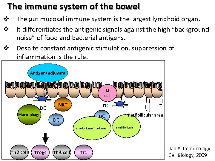 The immune system of the bowel v The gut mucosal immune system is the