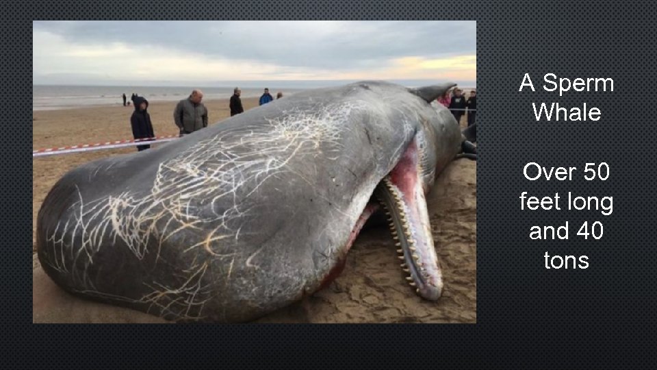 A Sperm Whale Over 50 feet long and 40 tons 