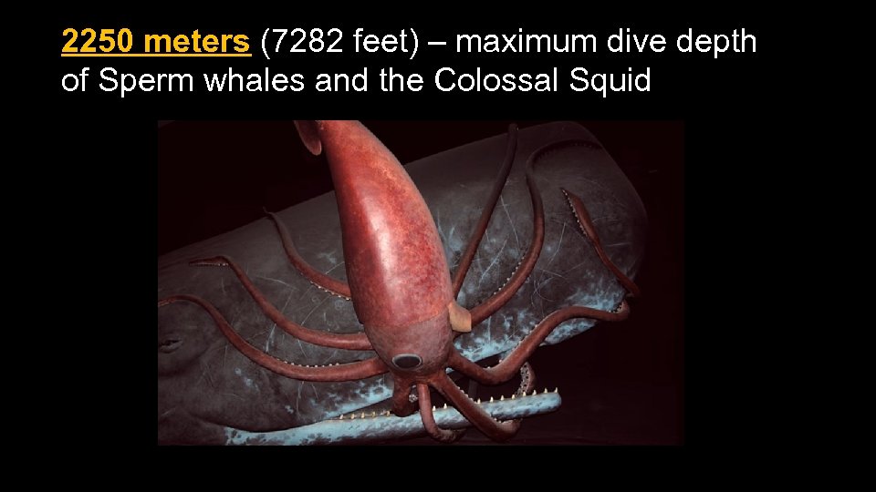 2250 meters (7282 feet) – maximum dive depth of Sperm whales and the Colossal