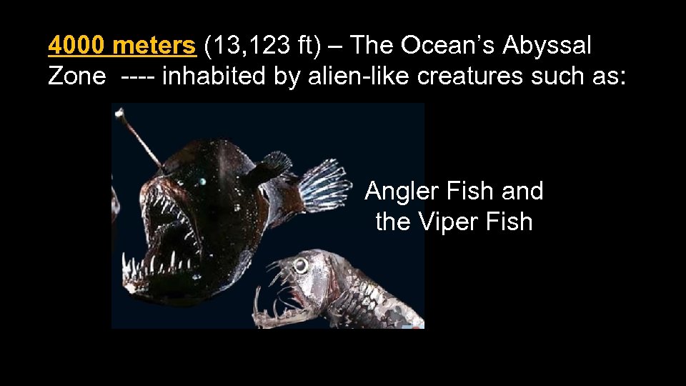 4000 meters (13, 123 ft) – The Ocean’s Abyssal Zone ---- inhabited by alien-like