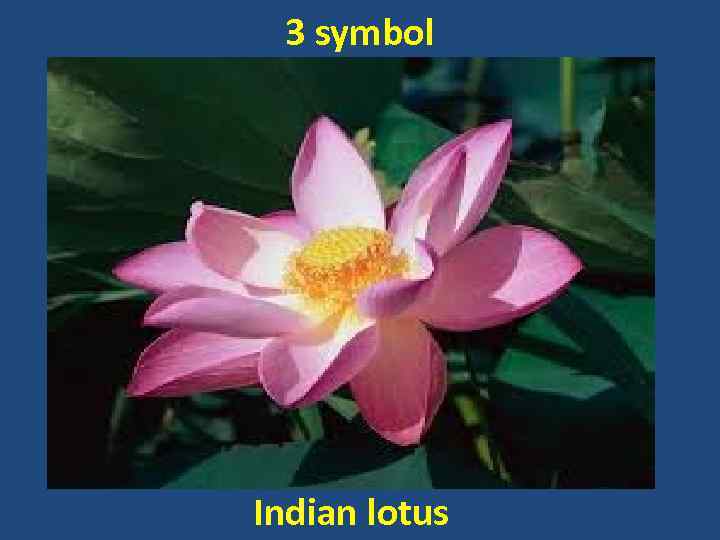 3 symbol Indian lotus 
