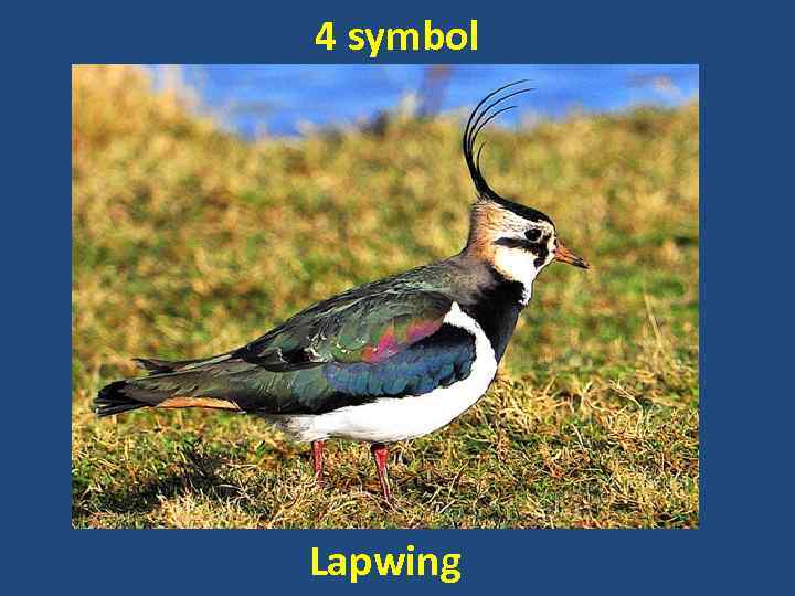 4 symbol Lapwing 