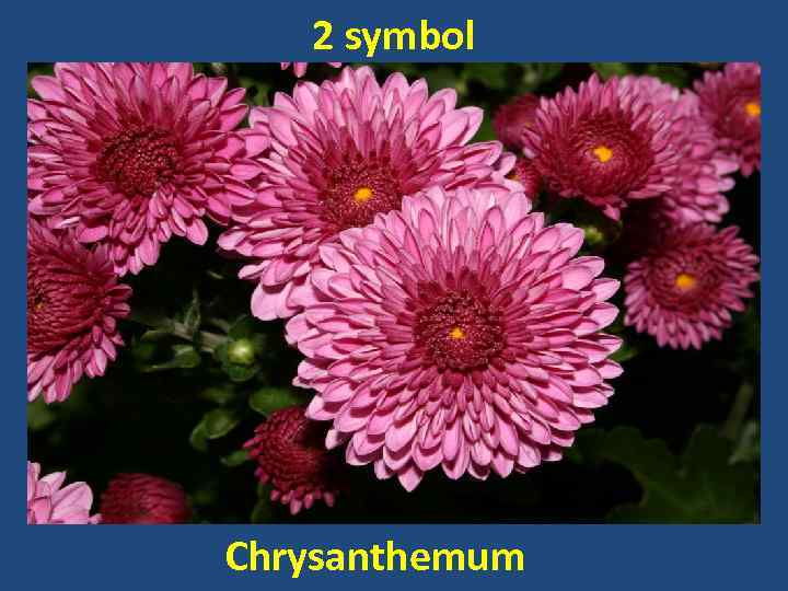2 symbol Chrysanthemum 