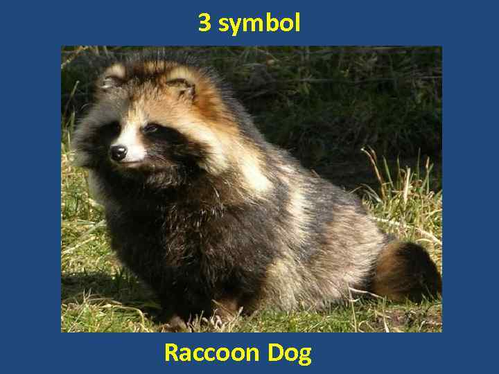 3 symbol Raccoon Dog 