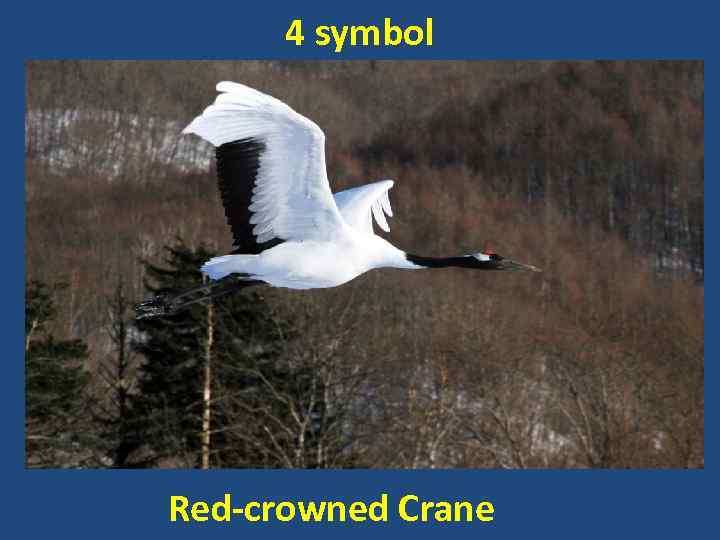 4 symbol Red-crowned Crane 