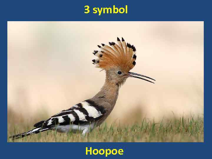 3 symbol Hoopoe 