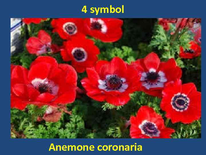 4 symbol Anemone coronaria 