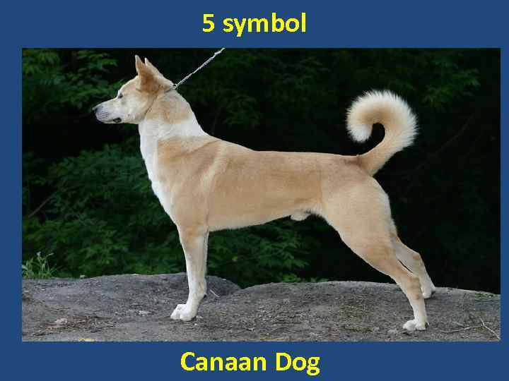 5 symbol Canaan Dog 
