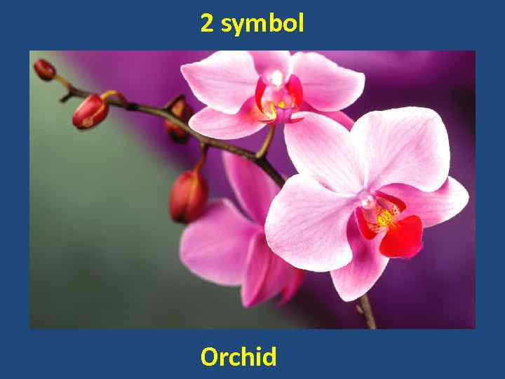 2 symbol Orchid 