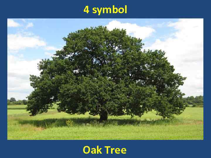 4 symbol Oak Tree 