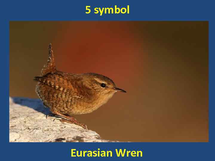 5 symbol Eurasian Wren 