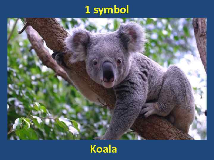 1 symbol Koala 