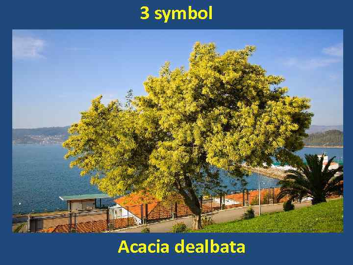 3 symbol Acacia dealbata 