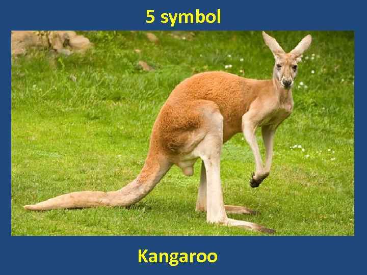 5 symbol Kangaroo 