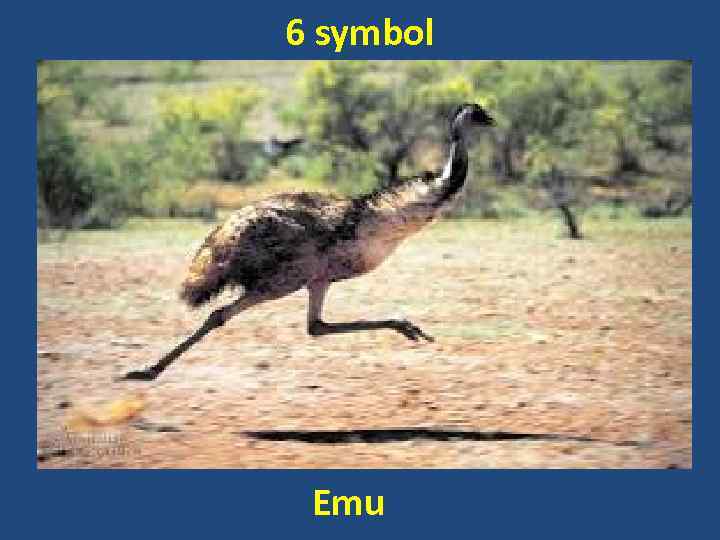 6 symbol Emu 