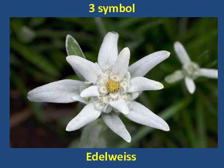 3 symbol Edelweiss 