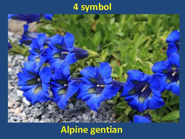 4 symbol Alpine gentian 