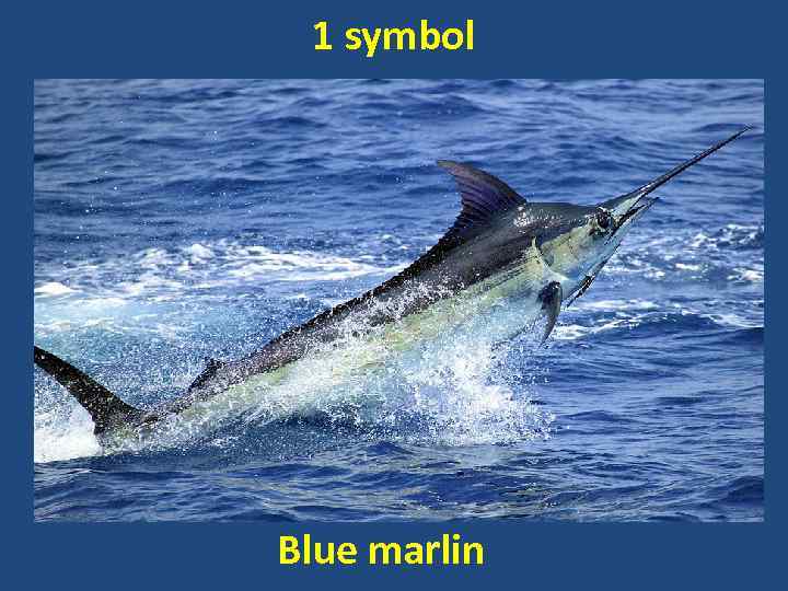 1 symbol Blue marlin 
