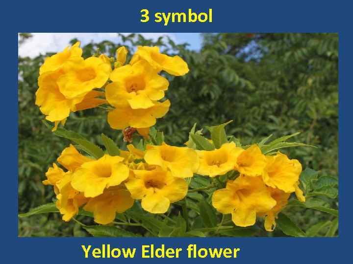 3 symbol Yellow Elder flower 